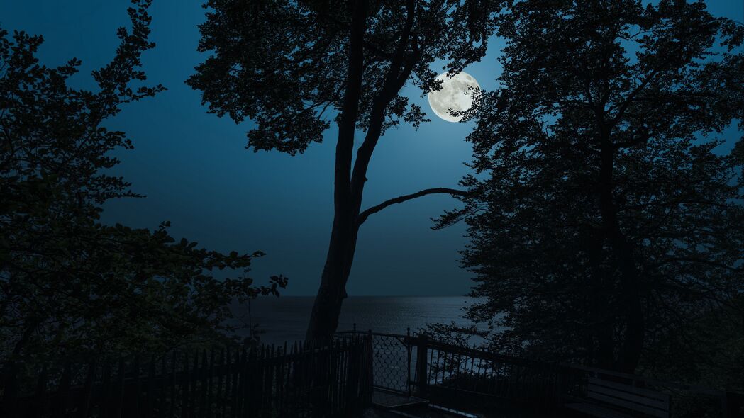 树 月亮 大海 视图 夜间 4k壁纸 3840x2160