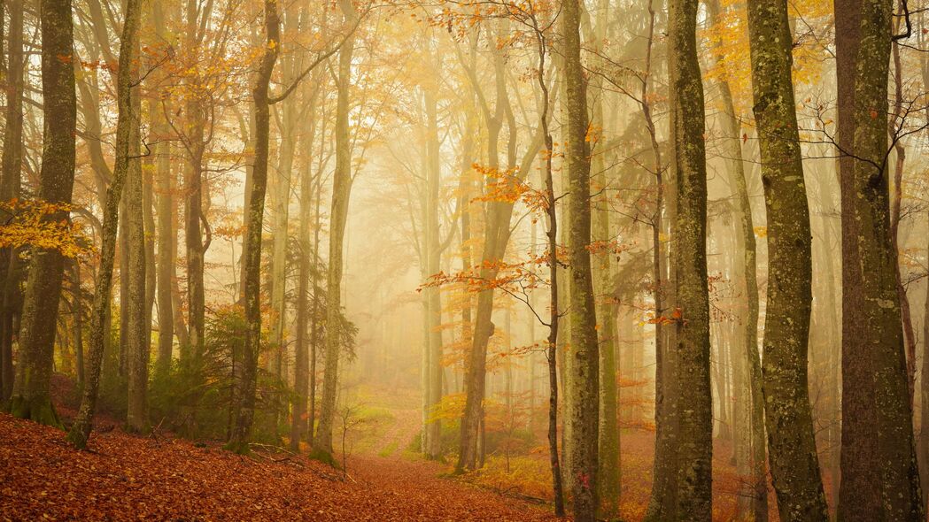 踪迹 森林 雾 树木 树叶 秋季 4k壁纸 3840x2160