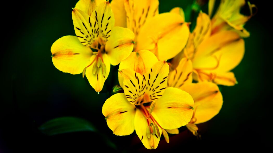 花朵 微距 花瓣 黄色 植物 4k壁纸 3840x2160