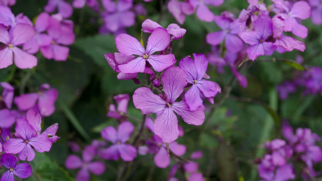  lunaria 花 花瓣 紫色 4k壁纸 3840x2160