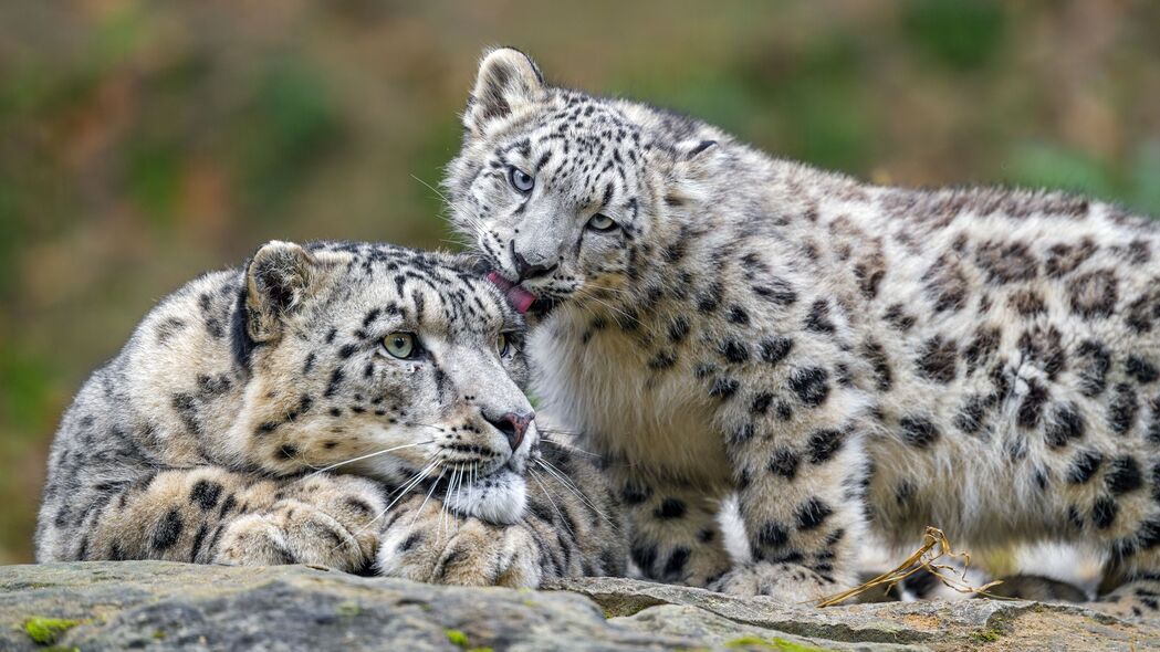 雪豹 捕食者 小猫 大猫 舔 野生动物 4k壁纸 3840x2160