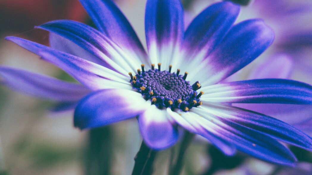周·蓝色花瓣之美，高清4K宏观壁纸，3840x2160分辨率，畅享极致视觉体验！