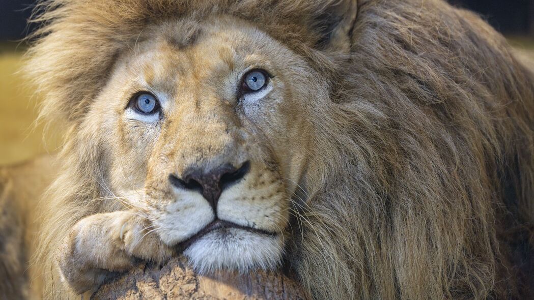 狮子 眼睛 捕食者 大猫 动物 4k壁纸 3840x2160