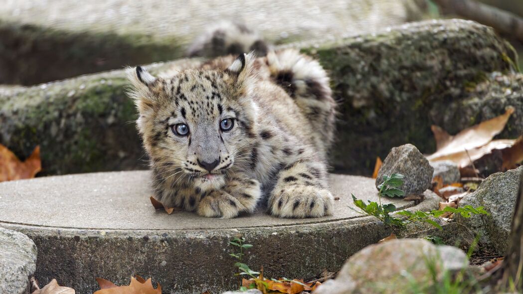 雪豹 小猫 幼崽 野生动物 动物 混凝土 4k壁纸 3840x2160