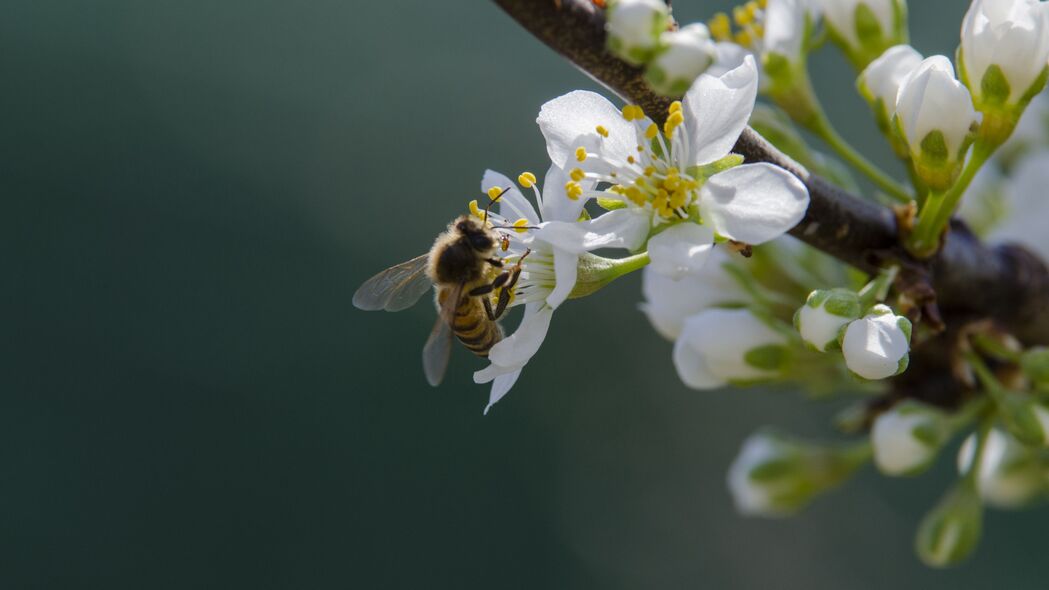 蜜蜂 花朵 花粉 宏观 4k壁纸 3840x2160