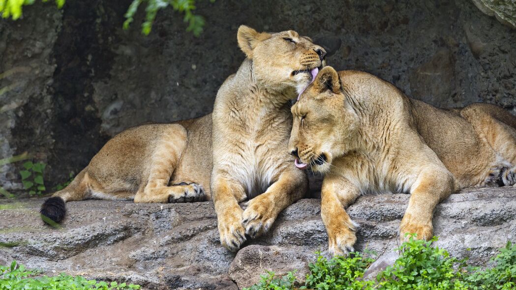 母狮 捕食者 大型猫科动物 动物 石头 4k壁纸 3840x2160