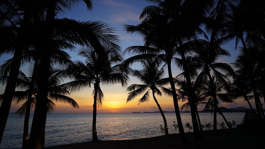 棕榈树 剪影 大海 日落 热带 4k壁纸 3840x2160