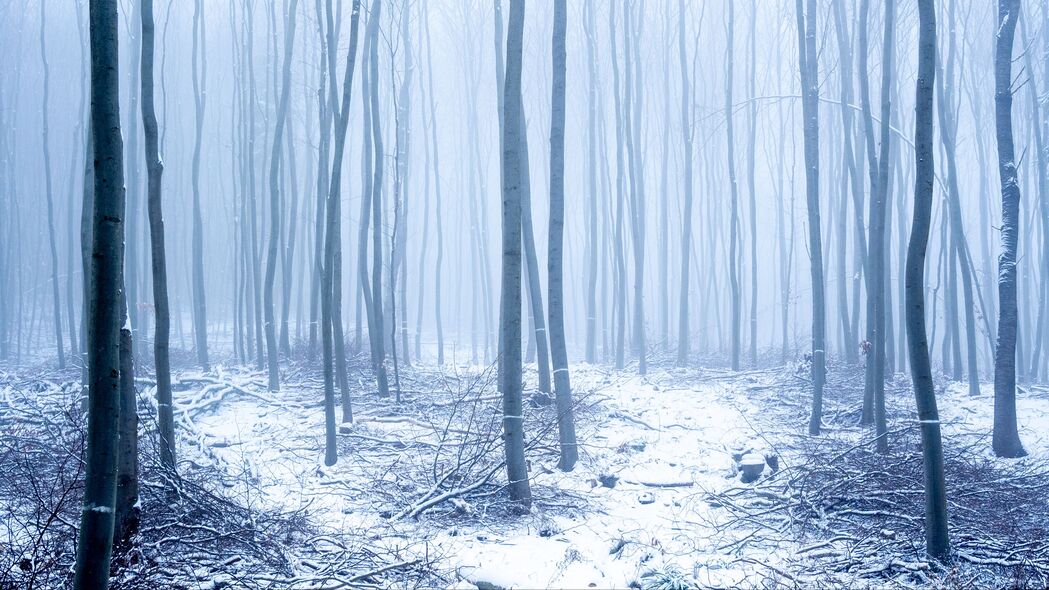 森林 雪 树 树干 冬天 雾 4k壁纸 3840x2160