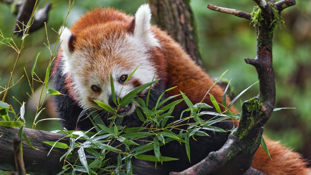 红熊猫 野生动物 动物 树 树叶 4k壁纸 3840x2160