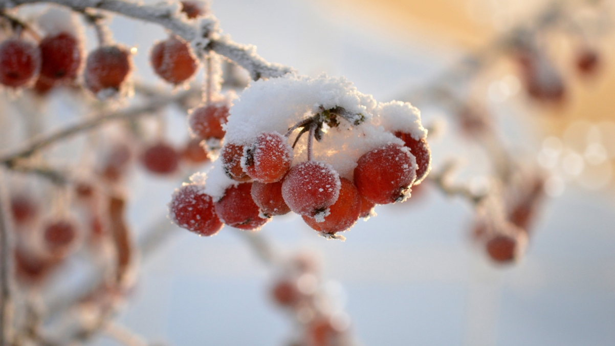 冬天 红色果实 冬季 雪 4k壁纸图片