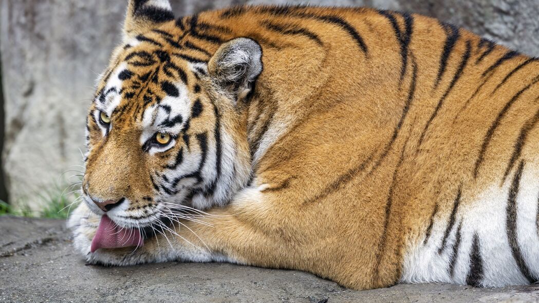 老虎捕食瞬间，突出舌头的大猫风采，野生动物4K高清壁纸下载（3840x2160）