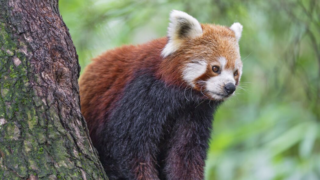 红熊猫 野生动物 动物 模糊 4k壁纸 3840x2160