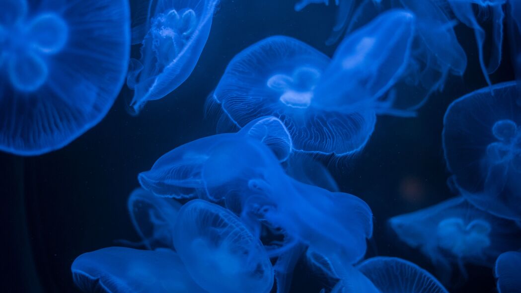 水母 蓝色 发光 深色 水下 海洋 4k壁纸 3840x2160