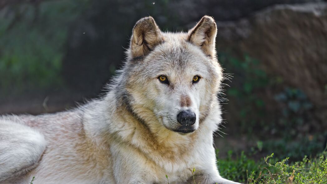 加拿大狼 狼 捕食者 动物 野生动物 4k壁纸 3840x2160
