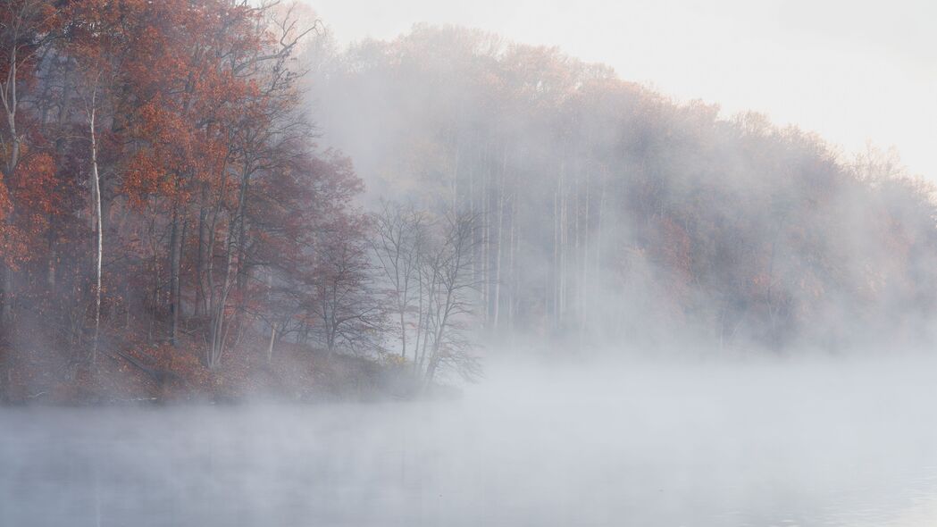 森林 雾 树木 景观 自然 4k壁纸 3840x2160