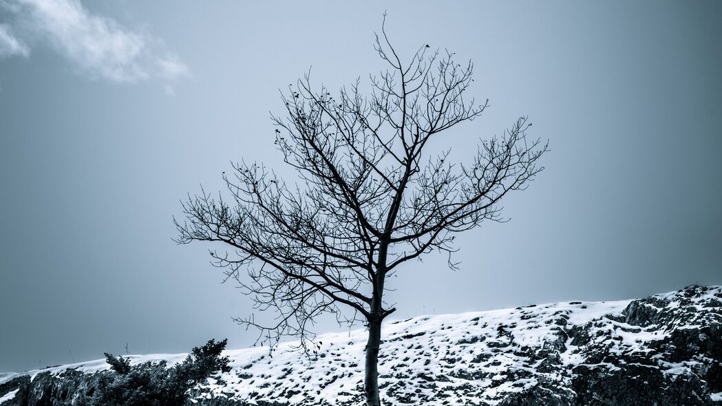 树 雪 灌木 天空 自然 冬季 4k壁纸 3840x2160