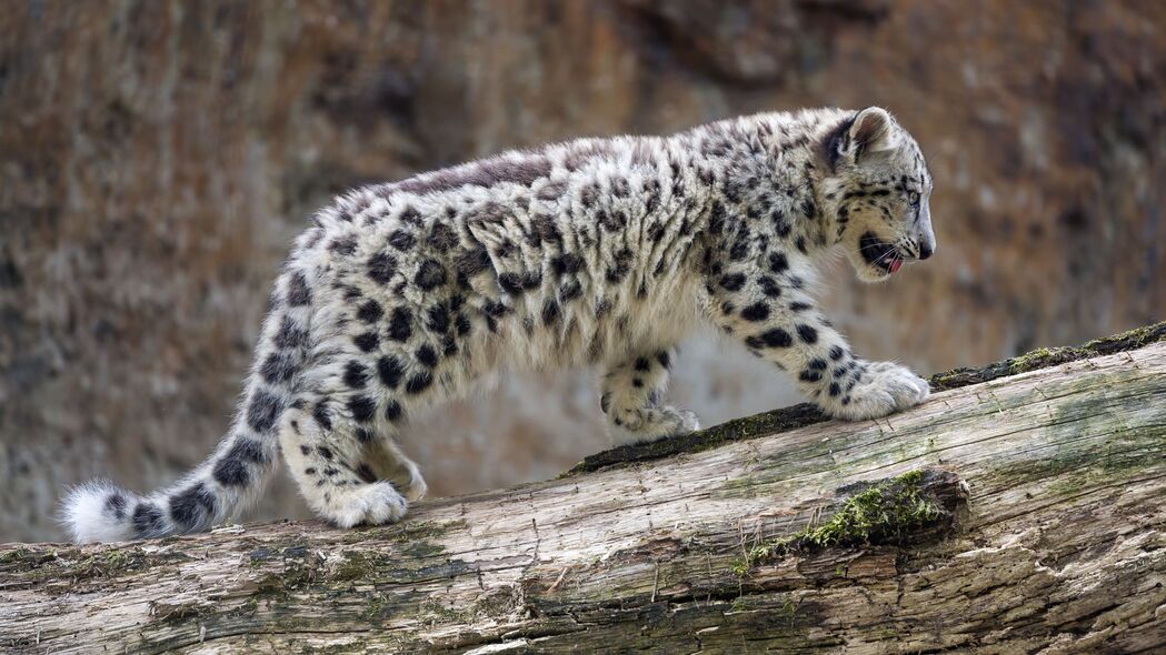 雪豹 幼崽 动物 大猫 野生 白色 4k壁纸 3840x2160