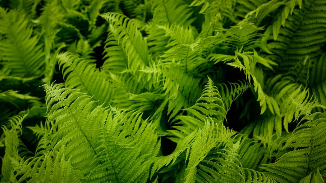 蕨类 树叶 绿色 植物 自然 宏观 4k壁纸 3840x2160