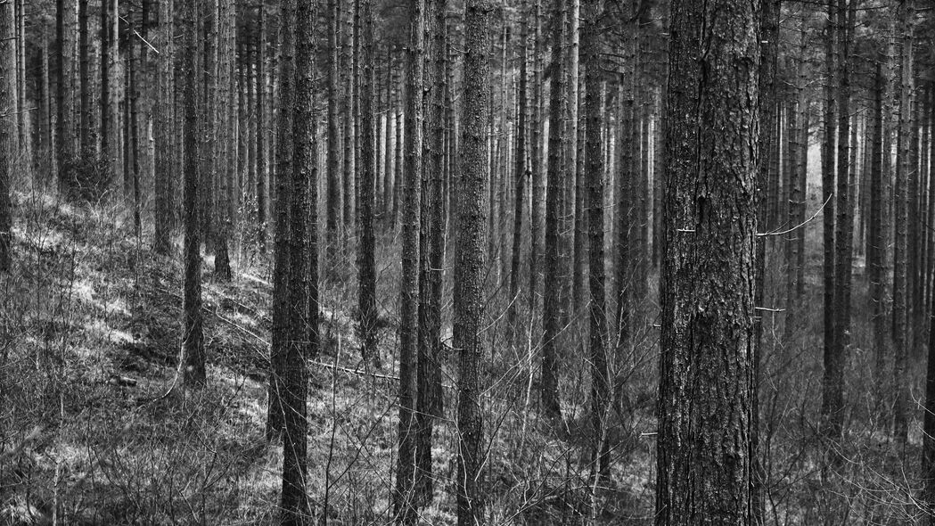 树木 森林 树干 黑白 4k壁纸 3840x2160