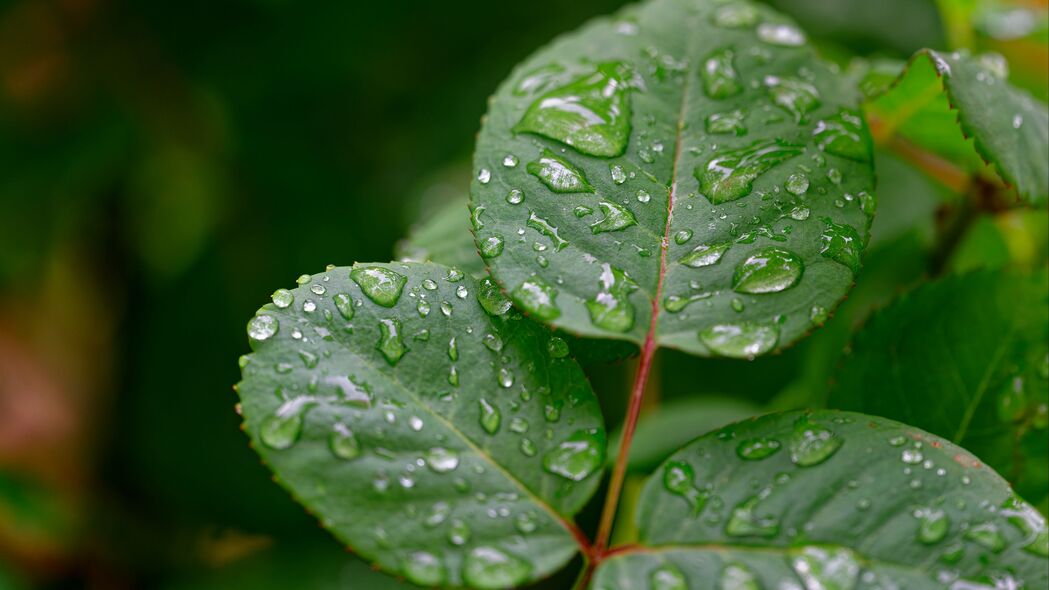 树叶 水滴 雨水 植物 宏 湿 4k壁纸 3840x2160