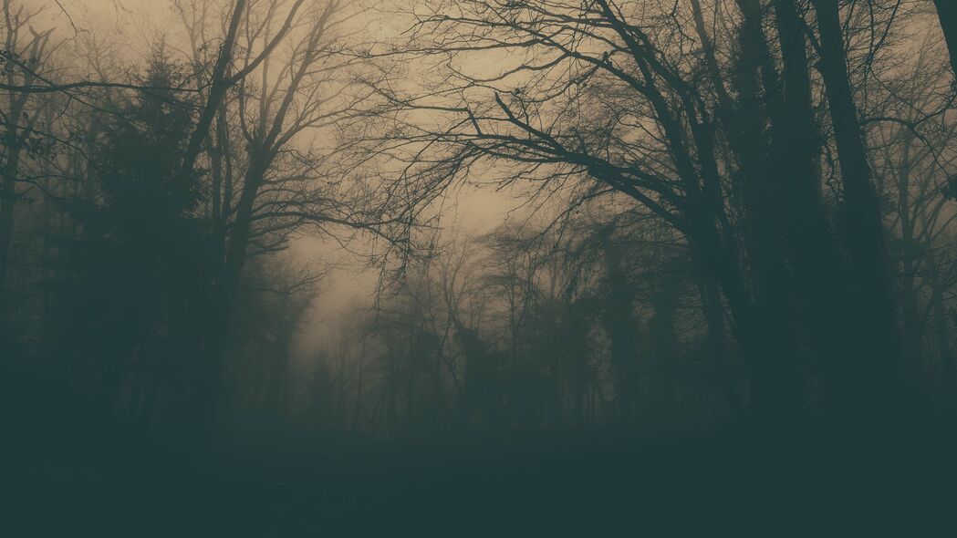 森林 树木 雾 黑暗 昏暗的 4k壁纸 3840x2160