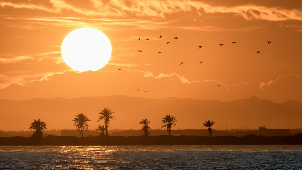 大海 棕榈树 日落 太阳 鸟类 4k壁纸 3840x2160