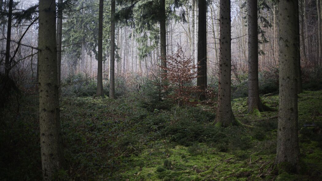 森林 树木 苔藓 雾 自然 秋季 4k壁纸 3840x2160