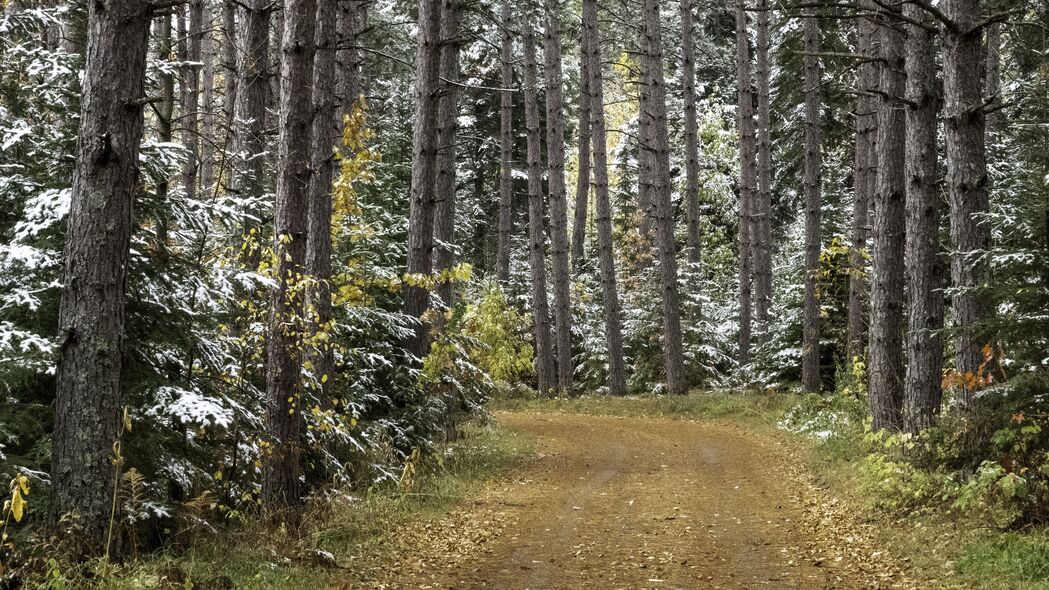 森林 道路 秋天 雪 自然 4k壁纸 3840x2160