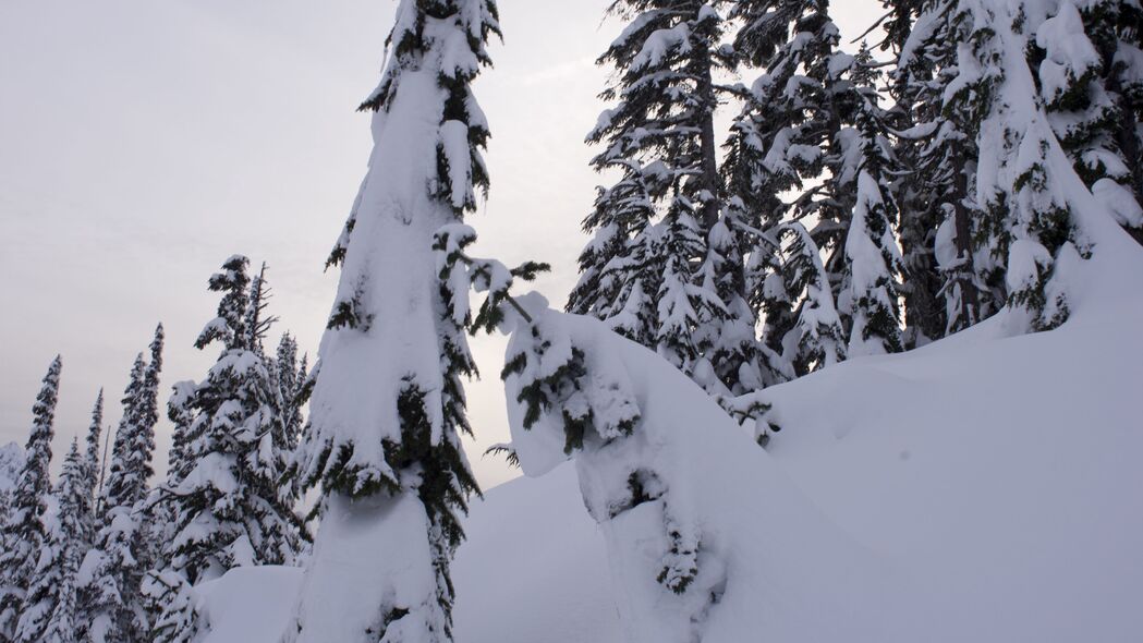 树木 冷杉 雪 冬天 风景 白色 4k壁纸 3840x2160