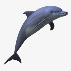 蓝紫色海豚素材跳跃