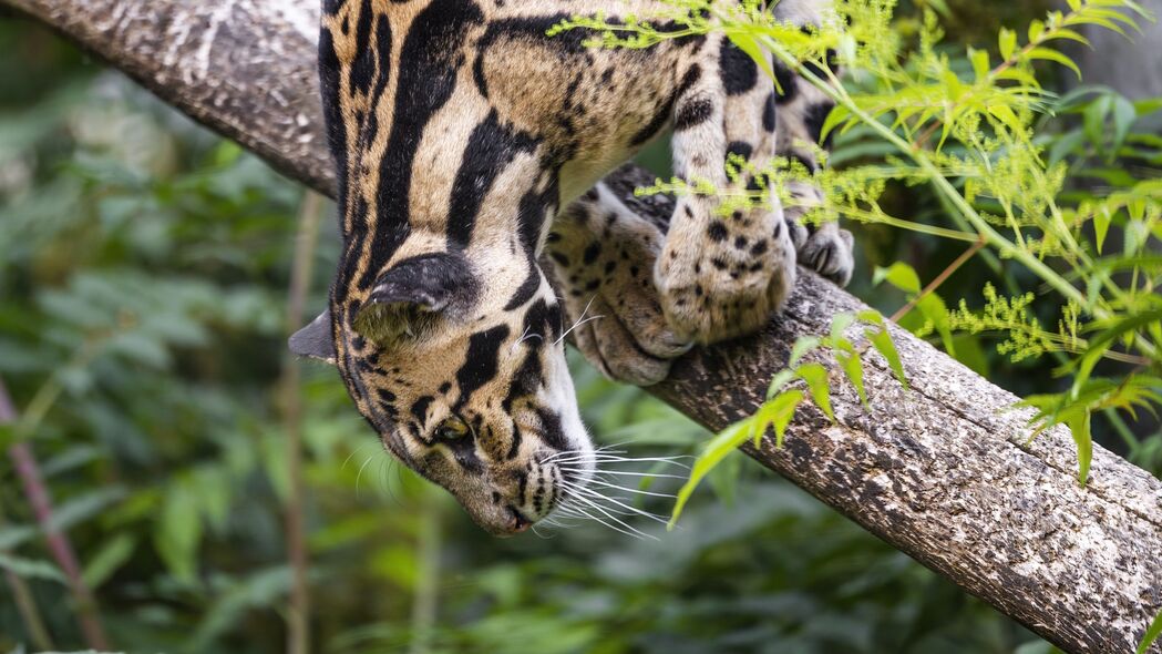 云豹捕食姿势高清大猫壁纸，4K分辨率3840x2160，精美动物图片免费下载