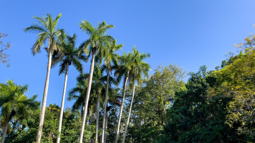 棕榈树自然风景，4K高清壁纸，3840x2160分辨率，尽享绿意盎然之美
