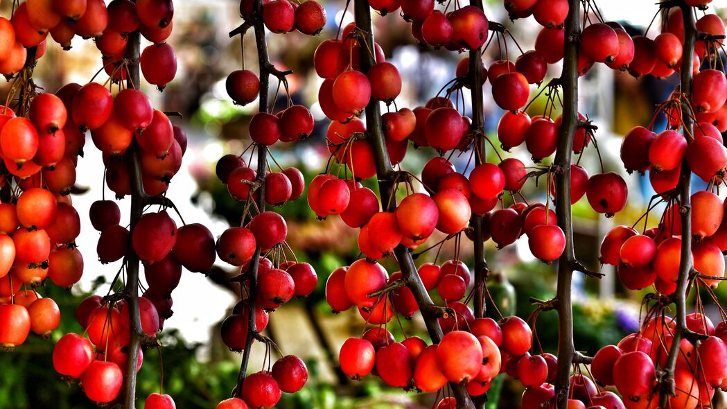 树枝 浆果 红色 植物 宏观 4k壁纸 3840x2160