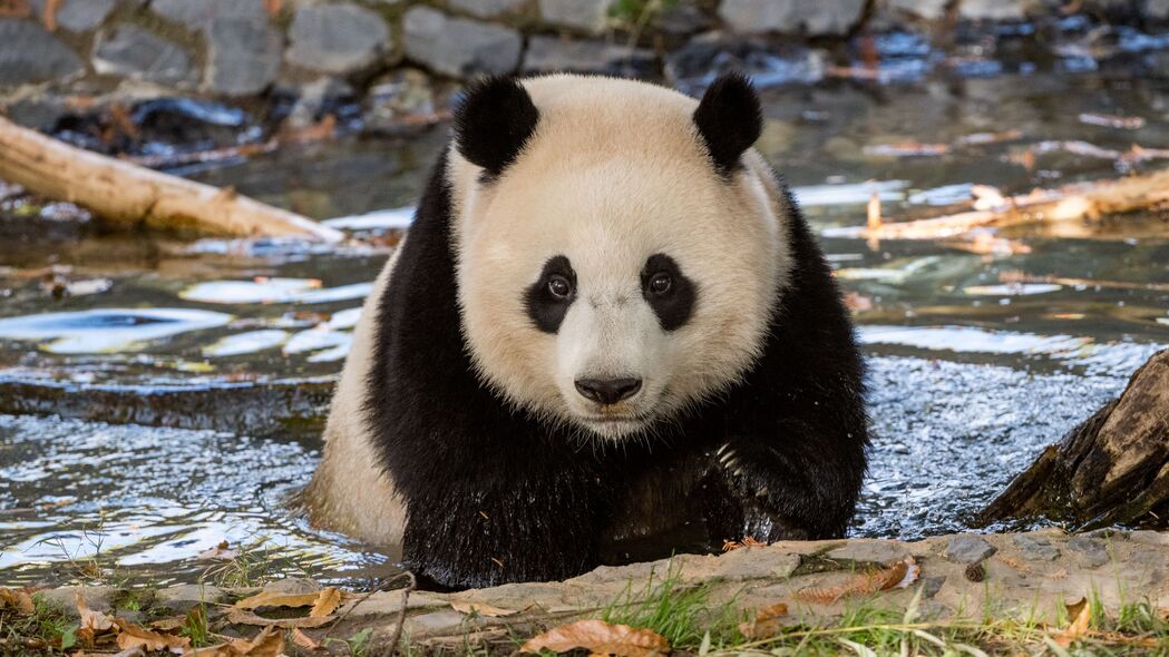 熊猫 动物 野生动物 4k壁纸 3840x2160