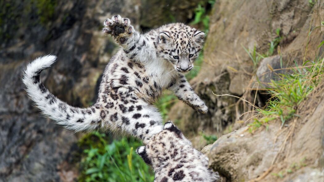 雪豹 小猫 爪子 跳跃 顽皮 野生动物 4k壁纸 3840x2160