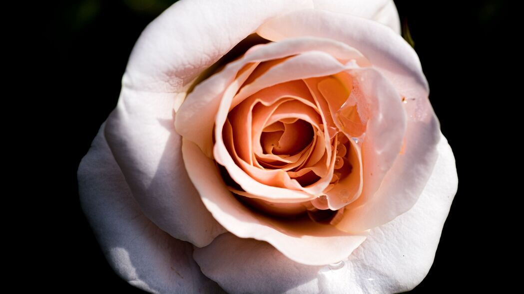 玫瑰 微距 花瓣 花朵 4k壁纸 3840x2160