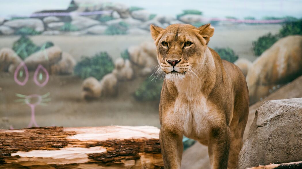 母狮 狮子 大猫 野生动物 捕食者 4k壁纸 3840x2160