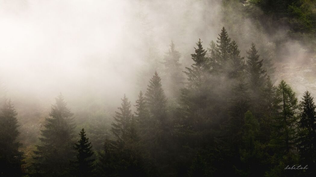 雾 云杉 树 森林 4k壁纸 3840x2160