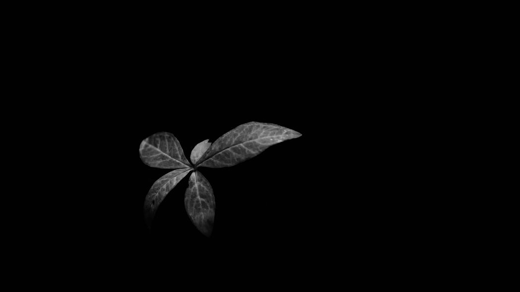 树叶 植物 黑暗 黑白 4k壁纸 3840x2160