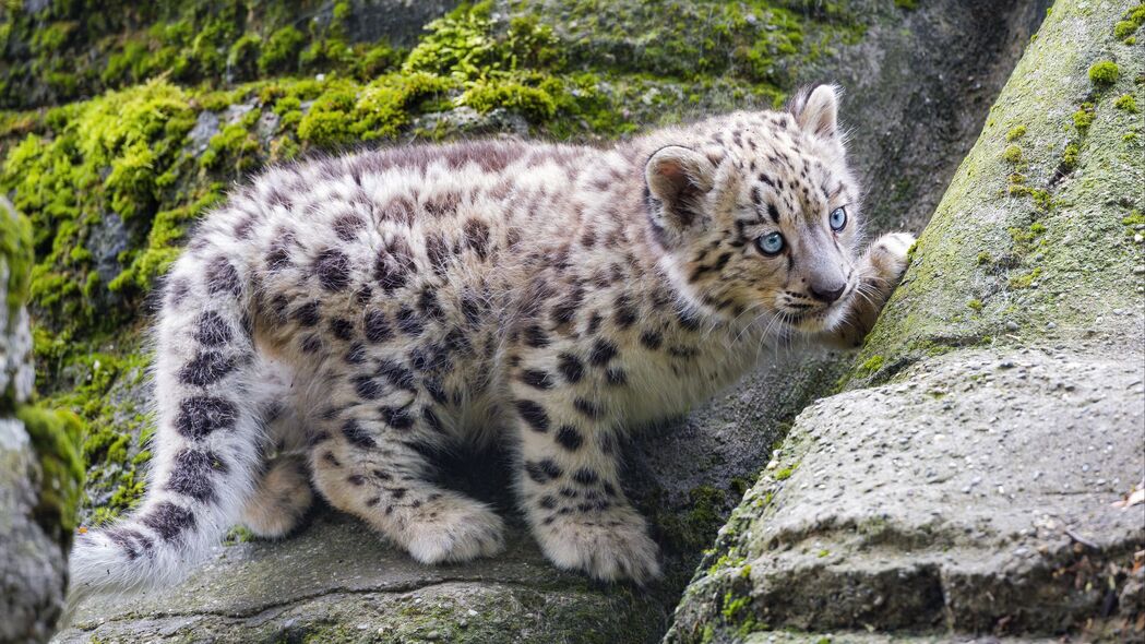 雪豹 小猫 石头 野生动物 4k壁纸 3840x2160