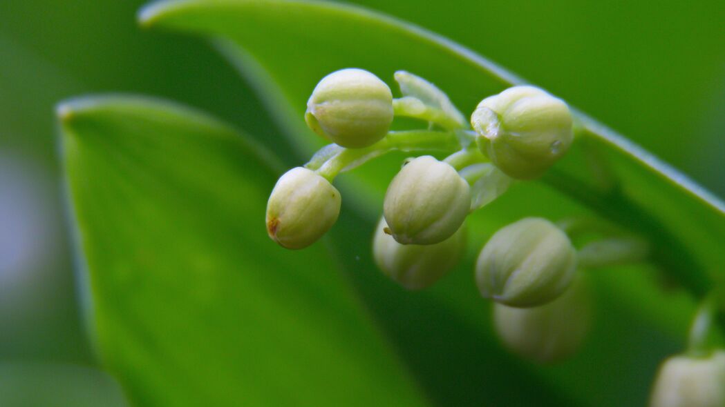 铃兰之美，高清芽叶细节，4K宏观壁纸，3840x2160超清背景图片下载