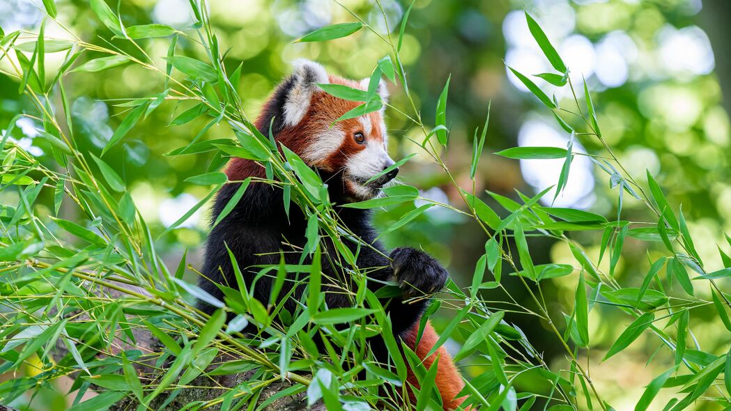 红熊猫 爪子 树 树叶 动物 4k壁纸 3840x2160