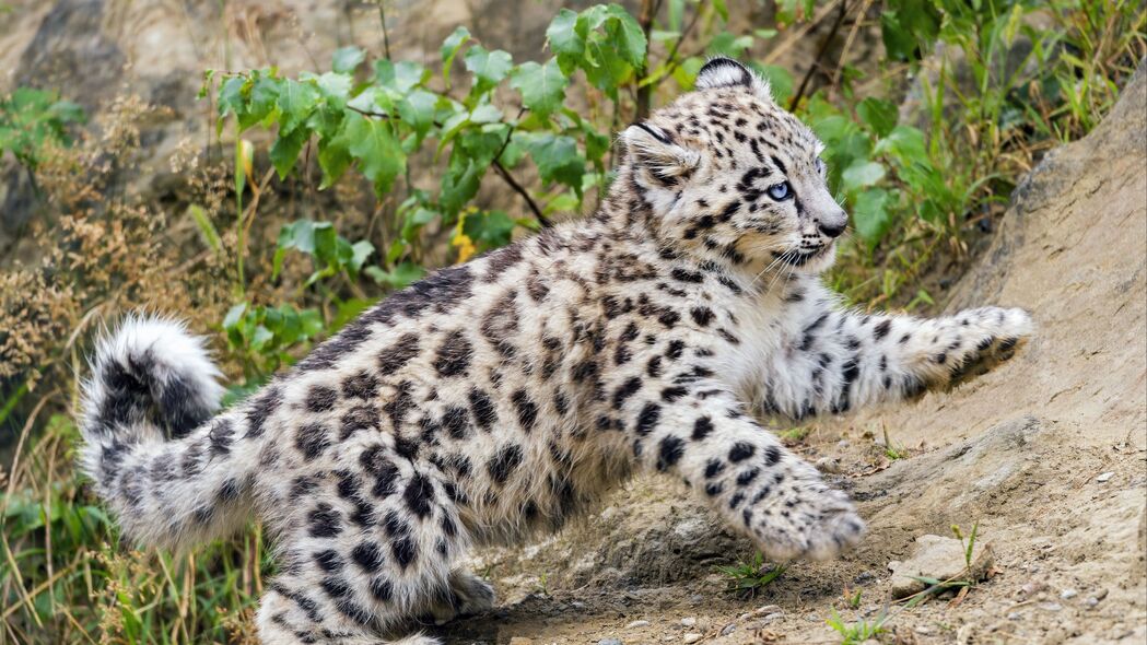 雪豹 小猫 动物 运动 斜坡 4k壁纸 3840x2160