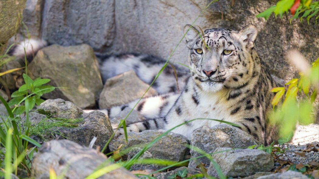 Irbis捕食者大猫野生动物，超清4K壁纸，3840x2160高清动物图片下载