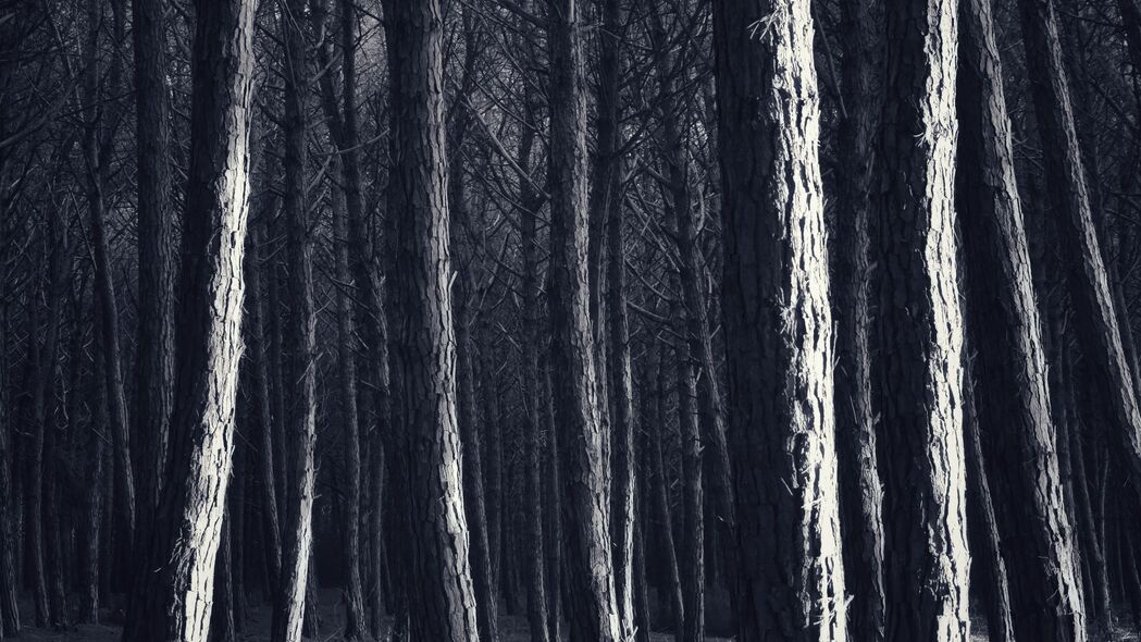 树 树干 森林 浅色 深色 4k壁纸 3840x2160
