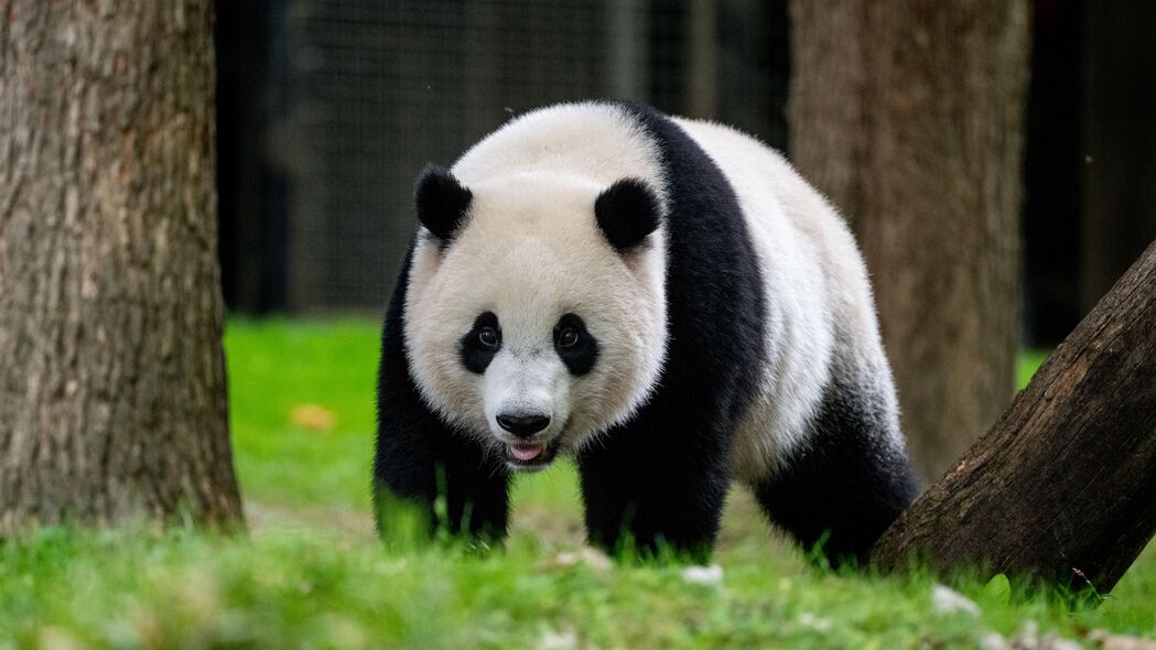 熊猫 动物 野生动物 草 4k壁纸 3840x2160