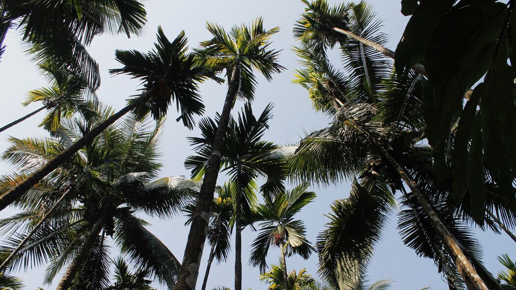 棕榈树 树 天空 底部视图 4k壁纸 3840x2160