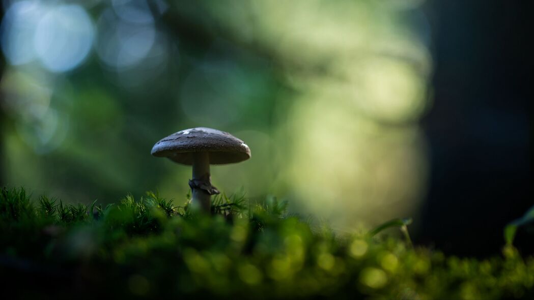 蘑菇苔藓微距4K壁纸，高清3840x2160背景图片，一键下载