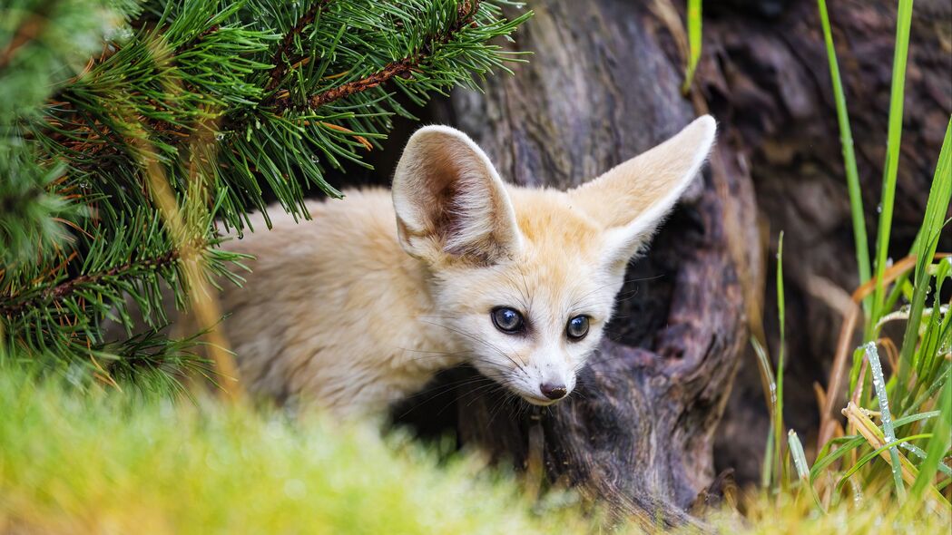  fennec狐狸 动物 树 树皮 野生动物 4k壁纸 3840x2160