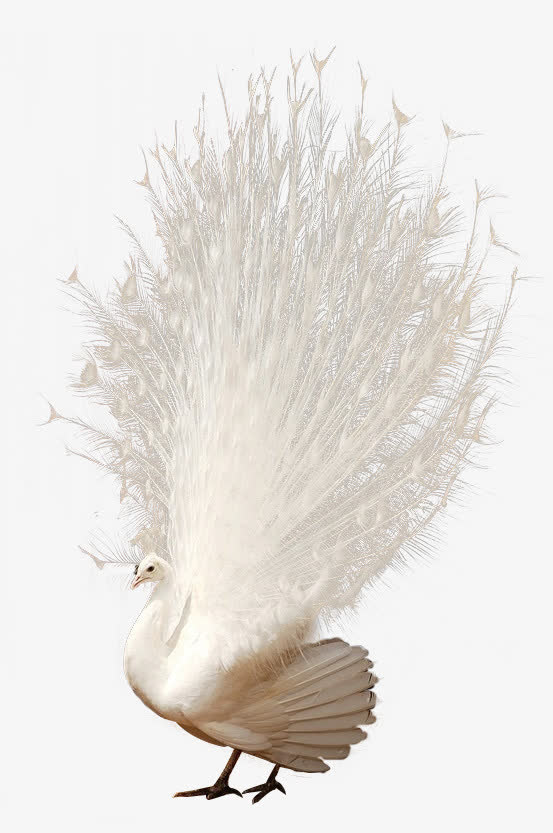 白色孔雀开屏尾巴羽毛